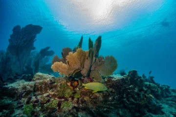 Un poisson nage autour d'un récif corallien à Key West, en Floride, le 13 juillet 2023
