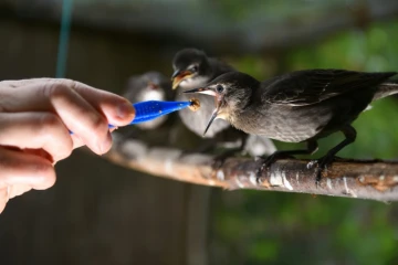 Marie-Pierre Puech, vétérinaire de l'hôpital de la faune sauvage de Laroque (Hérault) nourrit un jeune étourneau, photo du 9 juillet 2019. 