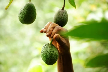 Le fermier Simon Kimani cueille les avocats de sa plantation, le 25 juillet 2018 à Kandara, au Kenya