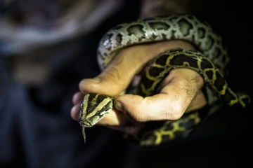 Le chasseur Enrique Galan tient un python birman qu'il a attrapé dans le parc national des Everglades, le 11 août 2022 en Floride