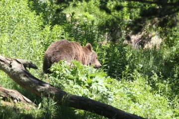 Ours des Pyrénées: feu vert aux mesures d'effarouchement 