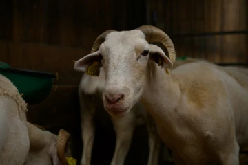 Un mouton souffrant de la maladie de la langue bleue d'un sérotype déjà établi en France, dans une ferme de Saint-Félix-de-Rieutord, près de Toulouse, le 8 août 2024
