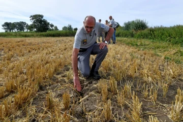 Un membre de l'Office français de la biodiversité (OFB) dans un champ affecté par la sécheresse intense dans le pays à Herzeele, dans le Nord, le 2 août 2022