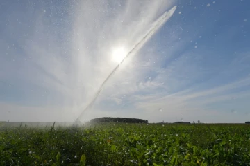Un champ de betteraves irrigué à Saint-Georges-sur-Eure (Eure-et-Loir), le 13 août 2022
