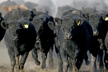 Un troupeau de boeufs de race angus, élevés dans le ranch La Constancia, à 130 km de Buenos Aires, en Argentine, le 11 mai 2005