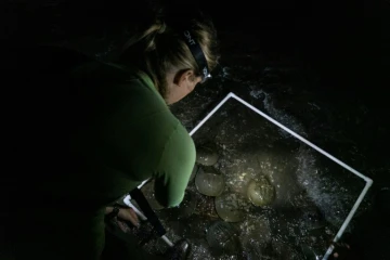 Kristi Lieske fait une estimation du nombre de crabes fer à cheval sur une plage près de Dover, dans le Delaware, le 17 juin 2022