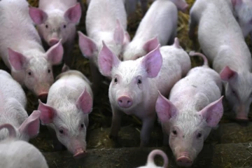 L'OMS a exhorté les éleveurs à ne plus du tout utiliser d'antibiotiques sur les animaux sains, afin de prévenir la propagation de la résistance à ces médicaments
