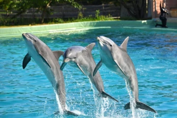 Des dauphins lors d'un spectacle au zoo de Port-Saint-Père, le 14 octobre 2017