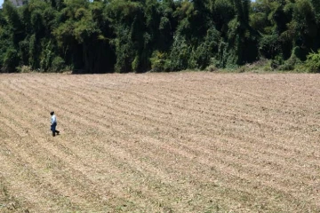 Canne à sucre