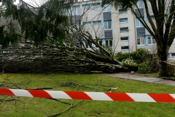 Un arbre arraché par le vent le 6 mars 2017 dans un établissement scolaire de Carhaix-Plouguer, dans le Finistère