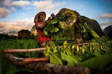 Des paysans travaillent dans une plantation de tabac de Viñales, dans la province de Pinar del Rio, à Cuba, le 18 janvier 2022