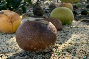 Des agrumes infectés par la bactérie HLB dans un verger de recherche de l'université de Floride à Fort Pierce, le 19 novembre 2019