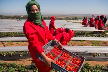 Récolte de fraises dans la province de Kénitra (Maroc) le 8 mars 2017