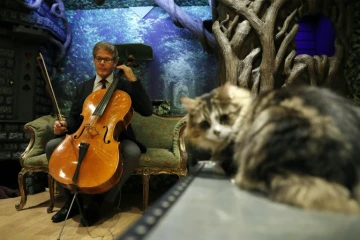 Le violoncelliste américain David Teie, le 18 octobre 2016 à Londres