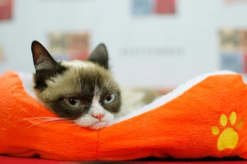photo de Grumpy Cat prise le 15 juillet 2014