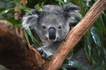 A l'hôpital des koalas à Port Macquarie en Australie, le 28 avril 2016