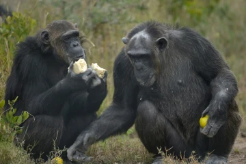 Pour la première fois, une expérience montre que des animaux prennent en compte, quand ils communiquent, le point de vue des autres, une capacité qu'on pensaient être unique aux humains