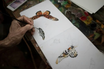 Un naturaliste dessine un Papillo Antimachus au camp de base de l'expédition à Mogoumba, en Centrafrique, le 4 décembre 2019.
