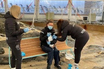 Un manchot se fait vacciner contre la grippe aviaire à l'Aquarium de Bergen, le 4 mars 2021 en Norvège