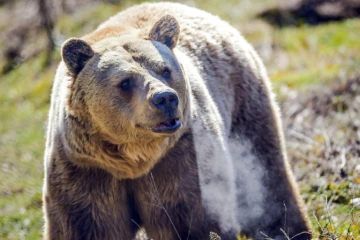 Un ours brun au Sanctuaire des ours de Pristina, le 12 février 2021 à Mramor, au Kosovo