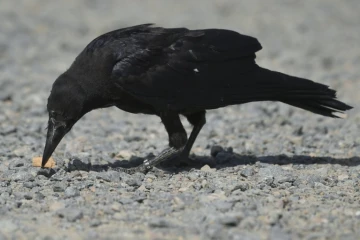 Un corbeau dressé à ramasser les mégots au parc de loisirs du Puy-du-Fou le 14 août 2018 