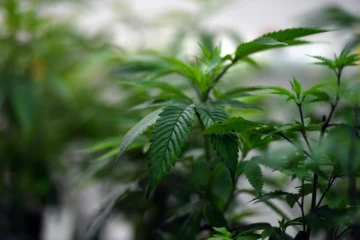 Un Australien a été inculpé pour avoir volontairement allumé un feu pour protéger ses plants de cannabis, déclenchant un incendie contre lequel les pompiers luttent depuis trois jours