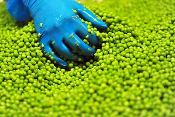 Le génome du petit pois décrypté pour la première fois