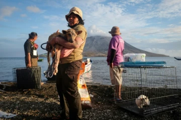 Une volontaire porte un chien blessé récupéré dans une zone abandonnée après l'éruption du Mont Ruang, en Indonésie, le 4 mai 2024 à Sitaro