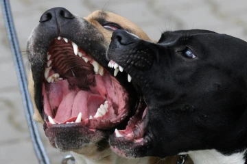 Une femme mordue à mort par des chiens dans le nord de la France