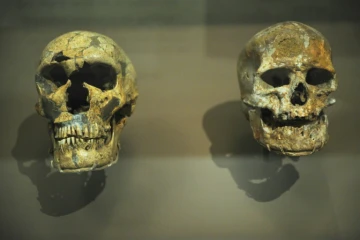 Un crâne de Néandertal, à gauche, côtoie celui d'un Homo sapiens, à droite, dans une exposition au Muséum nation d'histoire naturelle américain Smithsonian, le 17 mars 2010 