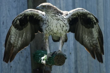 Un aigle de Bonelli dans un élevage à Saint-Denis-du-Payré, en Vendée, le 9 juin 2022 