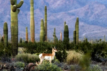 Photo fournie par la réserve de la biosphère de Pinacate et du désert d'Altar d'un mâle antilope de Sonoran, le 23 mars 2016 près de la frontière entre le Mexique et les Etats-Unis