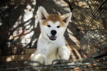 Un chien Akita le 3 avril 2018 dans un élevage à Takasaki, au Japon