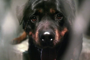 Un bébé de 14 mois, mordu par le rottweiler de sa famille, est mort  matin à Saint-Aubin (Aisne)