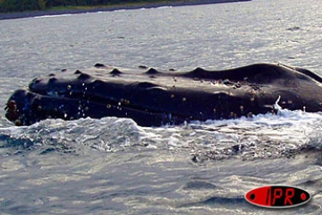 Mardi 19 août 2003 -
Baleine en vue au large de Sainte-Rose - 
Photo Jean-Michel Prevet