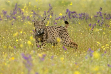 La demande croissante d'huile d'olive en provenance d'Espagne et du Portugal pourrait bien faire disparaître le lynx, directement affecté par la construction de barrages nécessaires à l'irrigation