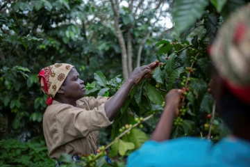 Des ouvriers agricoles dans la plantation de café de Gorongosa, le 20 mai 2022