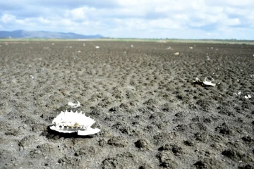 La carcasse d'une tortue "phrynops geoffroanus" jonche le sol du Lac du Cèdre, asséché, le 8 février 2017 à Quixada, dans le nord-est du Brésil