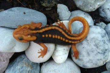 Photo en date du 15 septembre 2014 fournie le 19 décembre 2016 par WWF d'un lézard figurant parmi 163 nouvelles espèces découvertes en 2015 en Thaïlande 