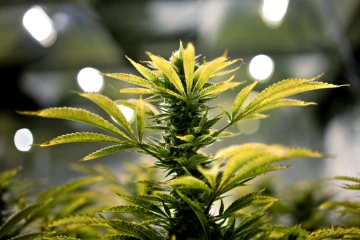 La marijuana à usage récréatif est légalisée par référendum en Californie, le 9 novembre 2016