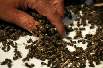 Les pesticides néonicotinoïdes tuent les abeilles