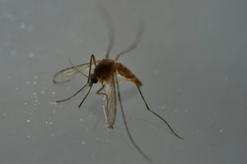 La souche du virus Zika responsable de cas de microcéphalies en Amérique latine s'est propagée pour la première fois à un pays africain, le Cap-Vert