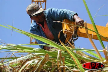 Agriculteur dans un champ de cannes à sucre