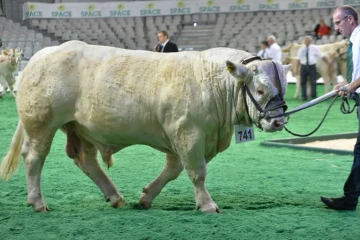 Une charolaise présentée au concours de race du Salon, le 15 septembre 2015 à Rennes