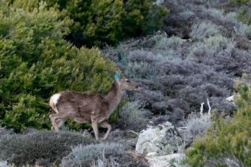 Cerf corso-sarde, près du village corse de Letia, non loin d'Ajaccio (Corse), le 26 mars 2012