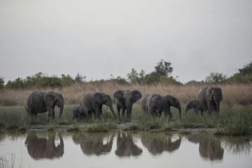 Un troupeau d'éléphants s'abreuve à un point d'eau du parc national de la Pendjari, près de Tanguiéta, le 10 janvier 2018 au Bénin