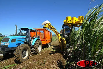 Jeudi 26 juin 2003
La campagne sucière 2003 commencera le 9 juillet dans le Sud et l'Est