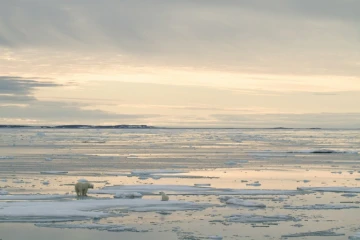Photo transmise 17 juillet 2020 par Polar Bears International d'un ours polaire et de son ourson phorographiés en 2012 près de l'archipel de  Svalbard (Norvège) 
