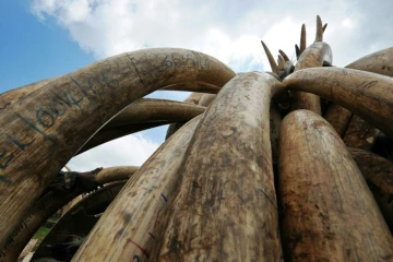 Des défenses  d'éléphants entreposées le 22 avril 2016 à Nairobi par les services de protection de la nature