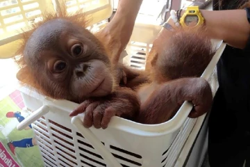 Photo de deux bébés orang-outans sauvés des trafiquants via WhatsApp, le 21 décembre 2016 à Bangkok